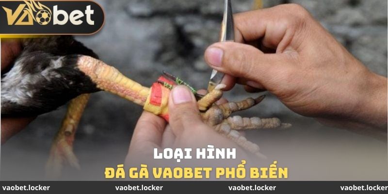 Đá gà VaoBet 2 Loại hình đá gà VaoBet phổ biến