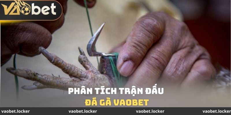 Đá gà VaoBet 3 Phân tích trận đấu đá gà VaoBet