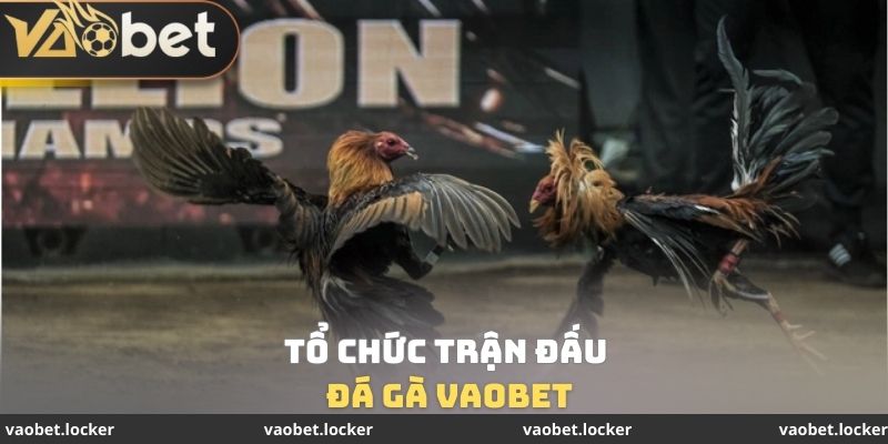 Đá gà VaoBet 1 Tổ chức trận đấu đá gà VaoBet